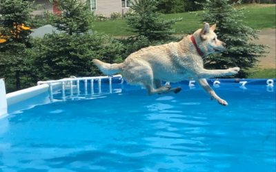 Competitive Dock Jumping for Keb & Kili